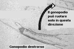 [Immagine] Disegno del gonopodio di Anableps