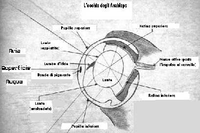 [Immagine]Schema dell'occhio di un Anableps