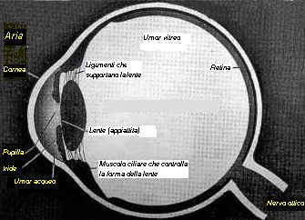 [Immagine]Schema dell'occhio umano