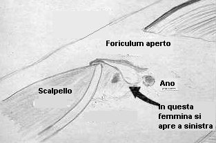 [Immagine] Disegno del foriculum sollevato