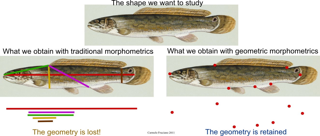 When using traditional morphometrics, we obtain a set of linear measurements and we loose geometric information. When we use geometric morphometrics, the geometric information is preserved