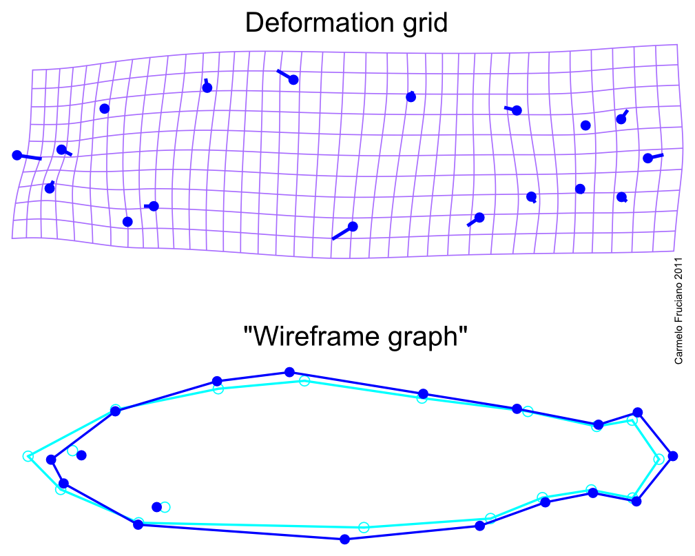 Two possible ways of displaying the results of a geometric morphometric analysis: the deformation grid and the wireframe graph